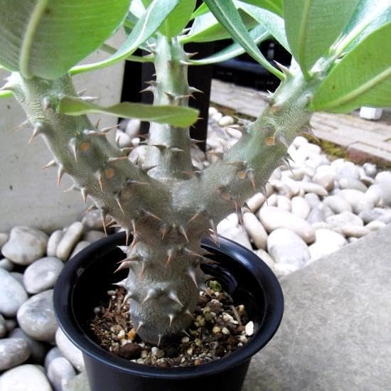 【現品】パキポディウム・デンシフローラム　5号　黒角鉢　（5） 現品】パキポディウム・デンシフローラム 5号 黒角鉢（1） : 花の